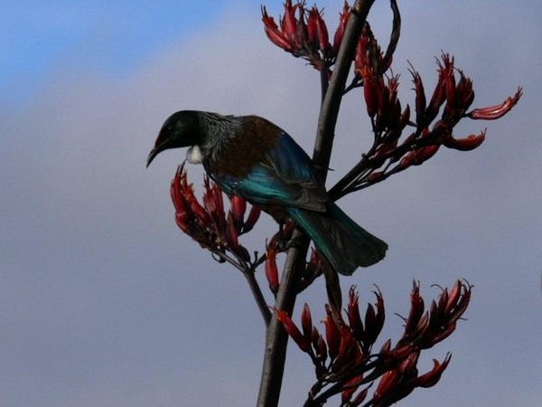 The photo by Vanessa Moore show tui feeding in her garden. 